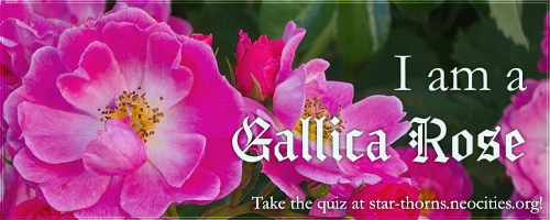I am a Gallica Rose!
