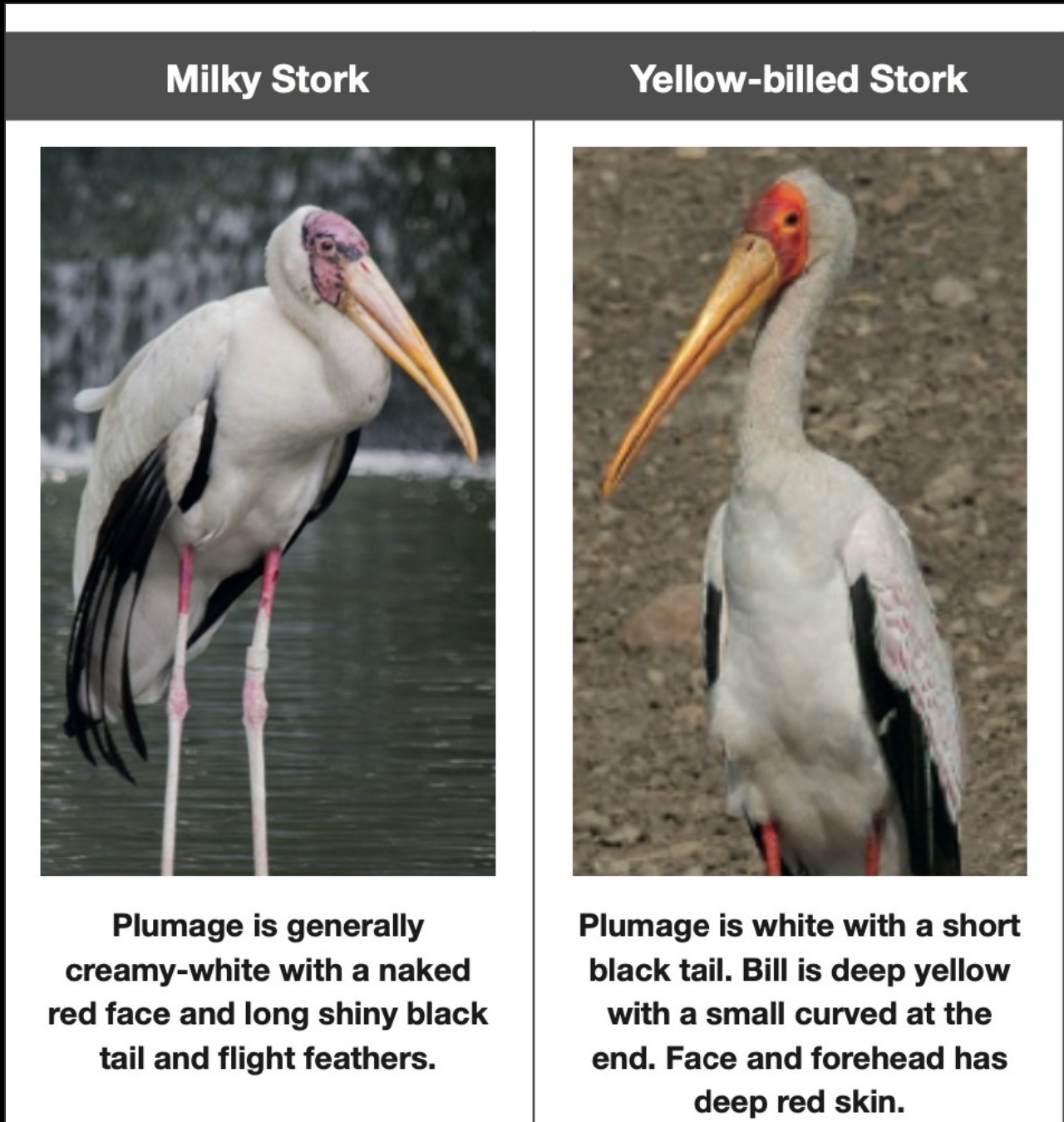a screenshot taken differentiating two different kinds of storks: Milky Storks and Yellow-Billed Storks, which I didn't know were two different things.