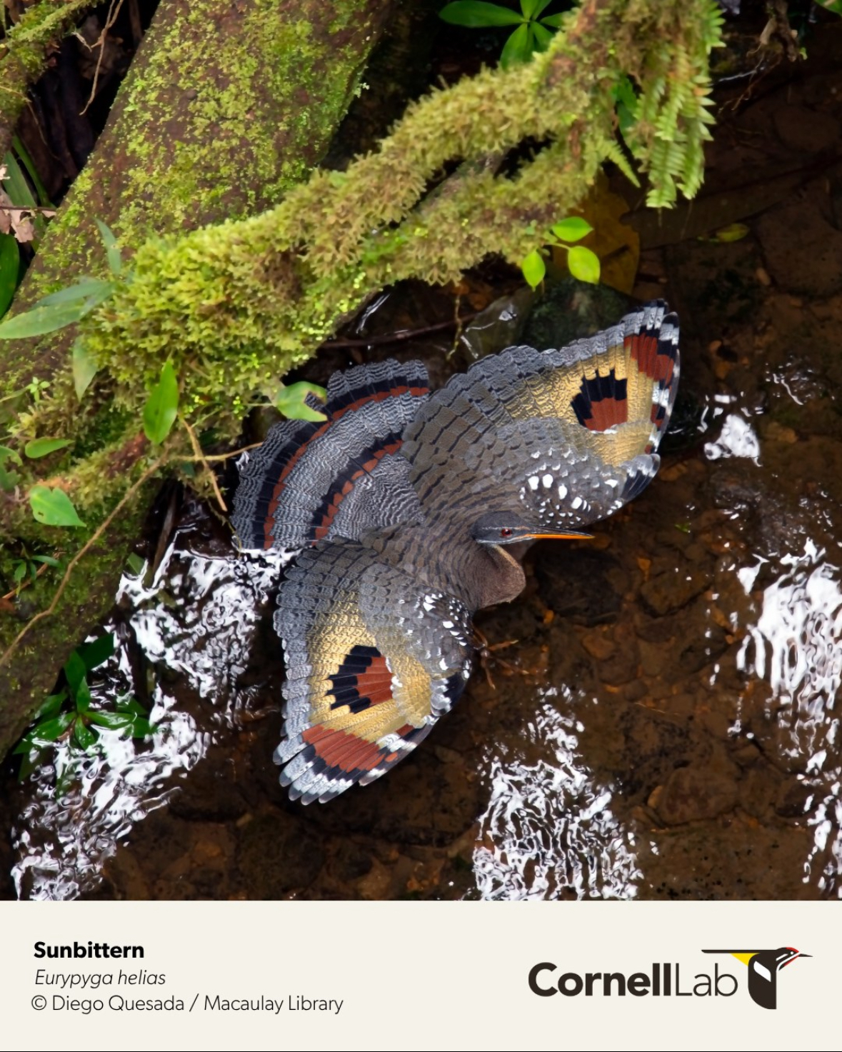a photo of a Sunbittern (a grey bird with gold. orange, and black wings that look like the markings of a butterfly), posted by the CornellLab on Instagram